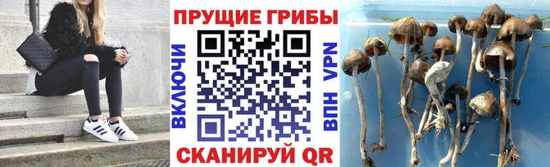 Галлюциногенные грибы мухоморы  Купить закладки  Копейск 